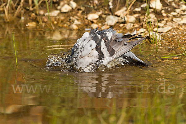 Haustaube (Columba livia domestica)