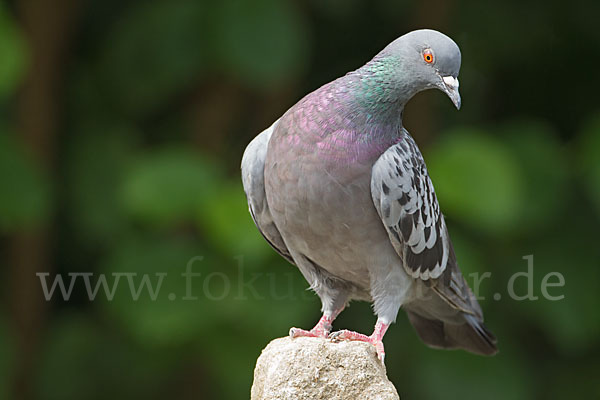 Haustaube (Columba livia domestica)