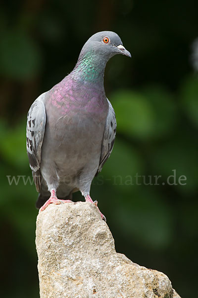 Haustaube (Columba livia domestica)