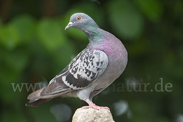 Haustaube (Columba livia domestica)