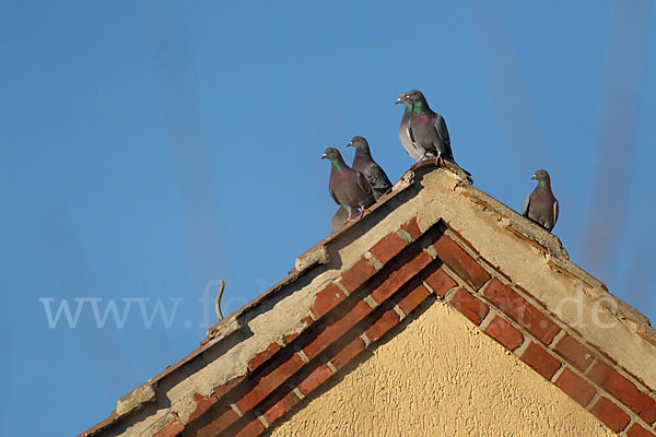 Haustaube (Columba livia domestica)