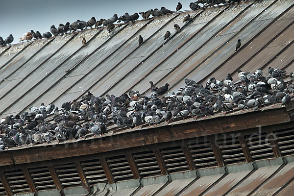 Haustaube (Columba livia domestica)