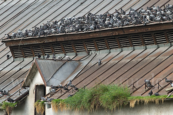 Haustaube (Columba livia domestica)