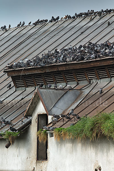 Haustaube (Columba livia domestica)