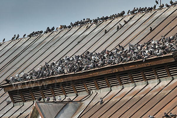 Haustaube (Columba livia domestica)
