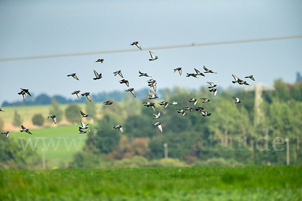 Haustaube (Columba livia domestica)