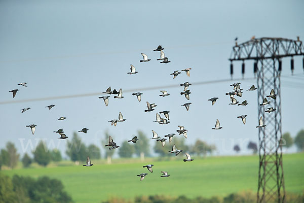 Haustaube (Columba livia domestica)