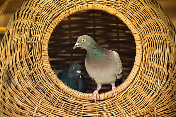 Haustaube (Columba livia domestica)