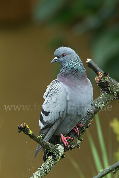 Haustaube (Columba livia domestica)