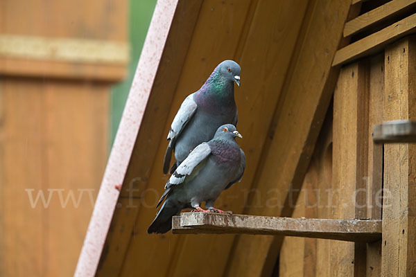 Haustaube (Columba livia domestica)