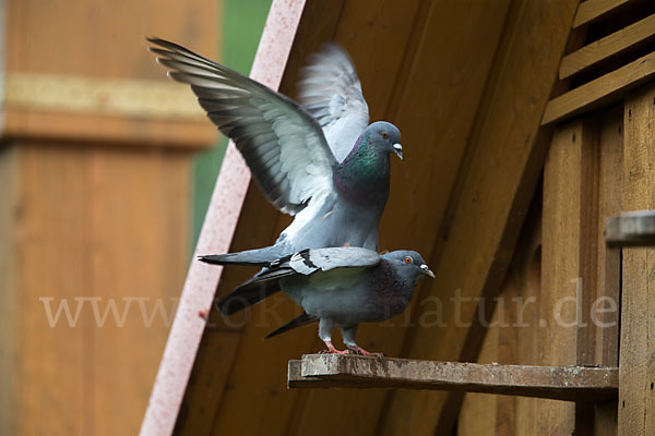 Haustaube (Columba livia domestica)