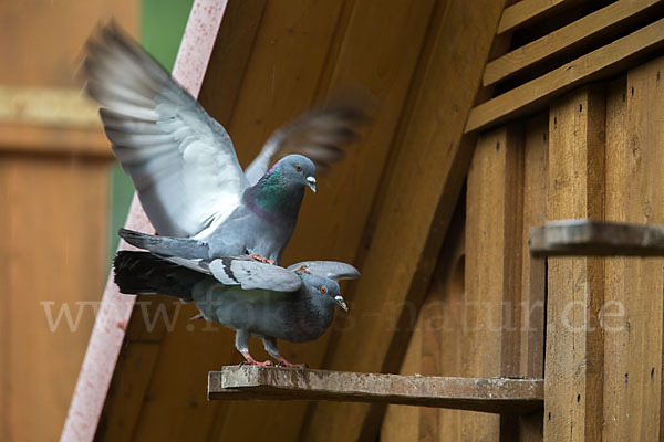 Haustaube (Columba livia domestica)