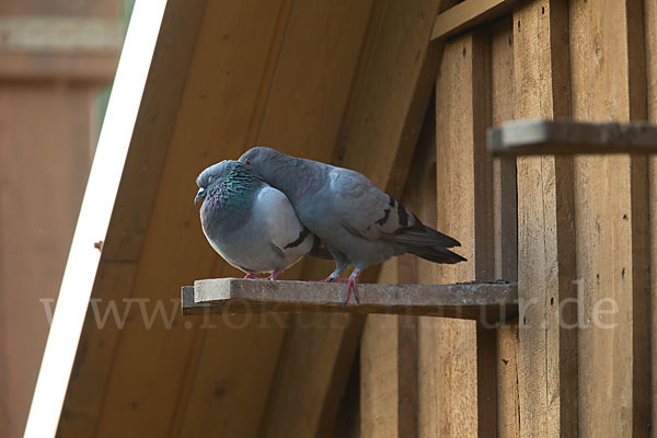 Haustaube (Columba livia domestica)