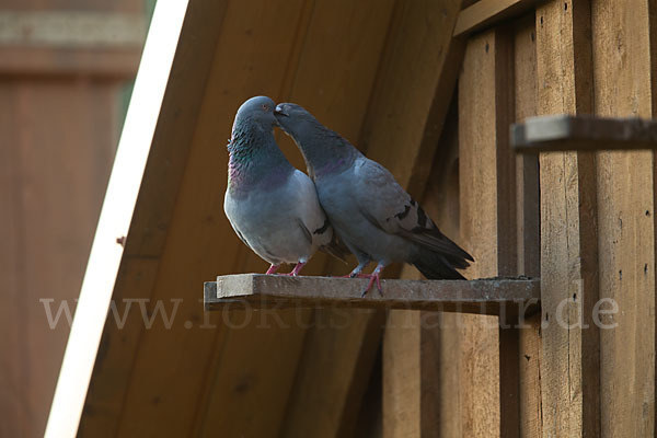 Haustaube (Columba livia domestica)