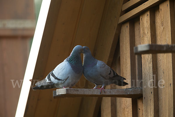 Haustaube (Columba livia domestica)