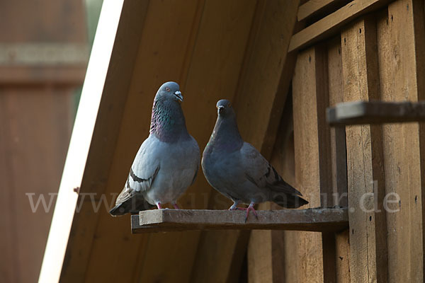 Haustaube (Columba livia domestica)