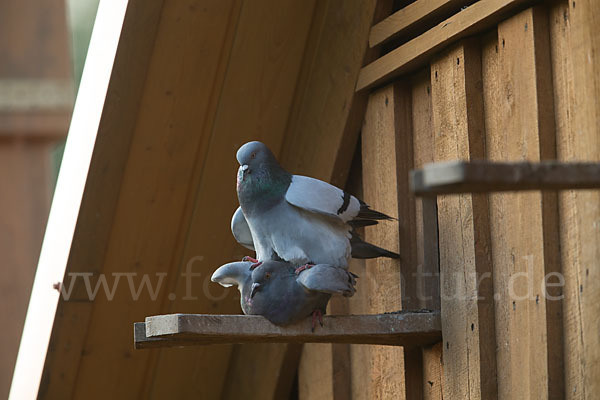 Haustaube (Columba livia domestica)