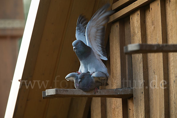 Haustaube (Columba livia domestica)