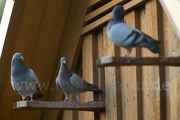 Haustaube (Columba livia domestica)