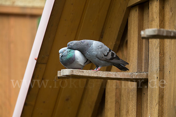 Haustaube (Columba livia domestica)