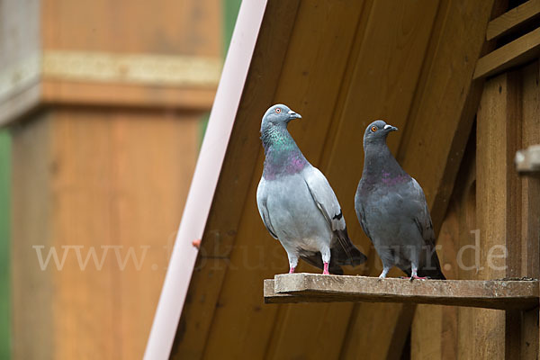 Haustaube (Columba livia domestica)