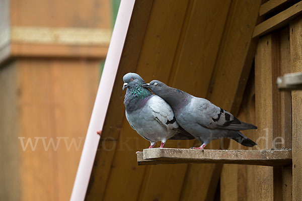 Haustaube (Columba livia domestica)