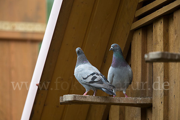 Haustaube (Columba livia domestica)