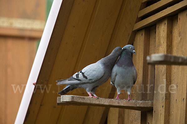 Haustaube (Columba livia domestica)