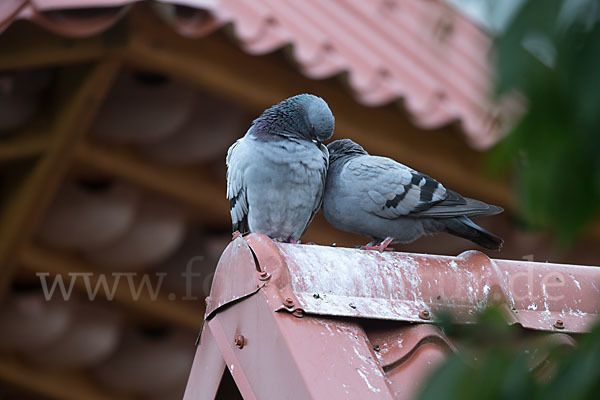 Haustaube (Columba livia domestica)