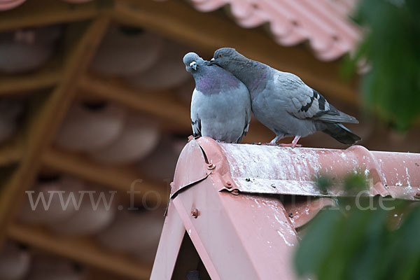 Haustaube (Columba livia domestica)