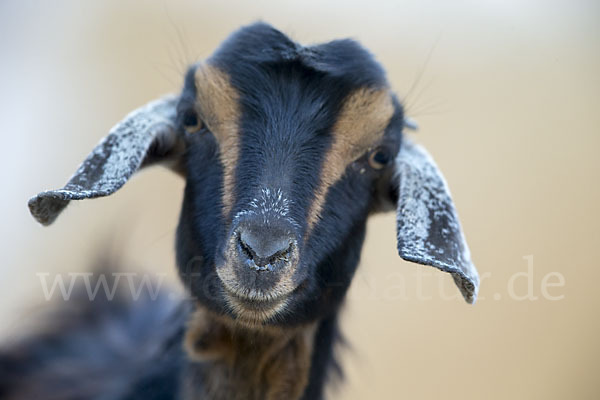 Hausziege (Capra aegagrus hircus)