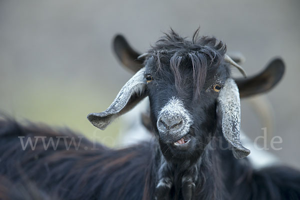 Hausziege (Capra aegagrus hircus)