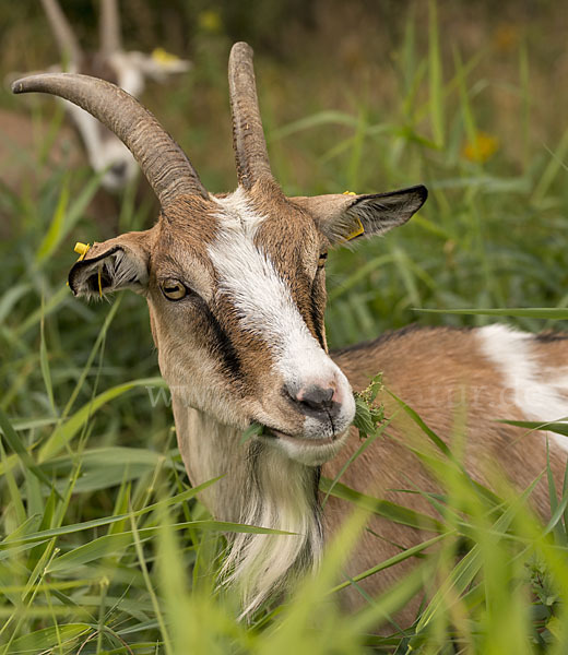 Hausziege (Capra aegagrus hircus)