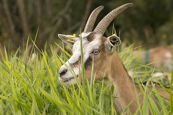 Hausziege (Capra aegagrus hircus)