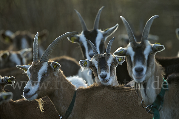 Hausziege (Capra aegagrus hircus)