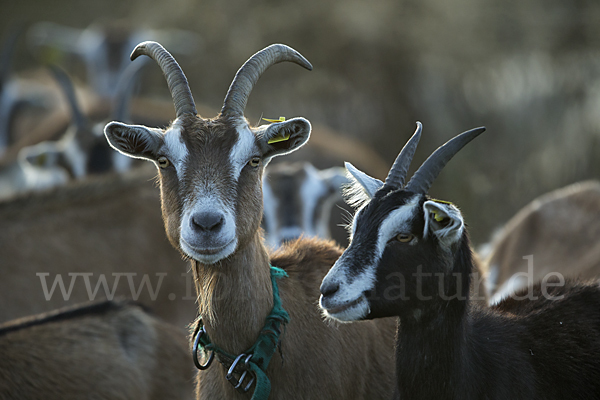 Hausziege (Capra aegagrus hircus)