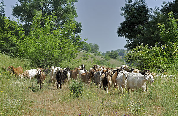 Hausziege (Capra aegagrus hircus)