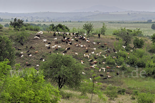 Hausziege (Capra aegagrus hircus)