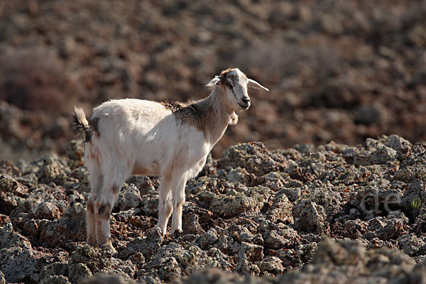 Hausziege (Capra aegagrus hircus)