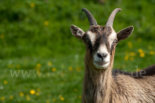 Hausziege (Capra aegagrus hircus)