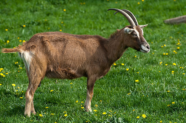 Hausziege (Capra aegagrus hircus)