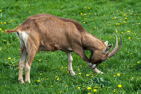 Hausziege (Capra aegagrus hircus)