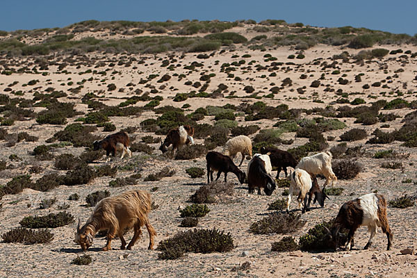 Hausziege (Capra aegagrus hircus)