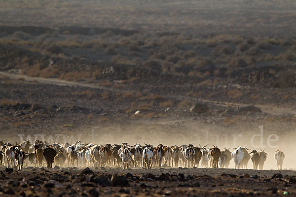 Hausziege (Capra aegagrus hircus)