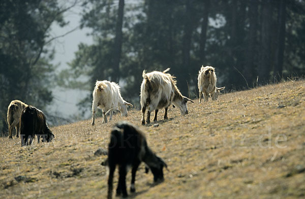 Hausziege (Capra aegagrus hircus)