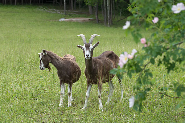 Hausziege (Capra aegagrus hircus)