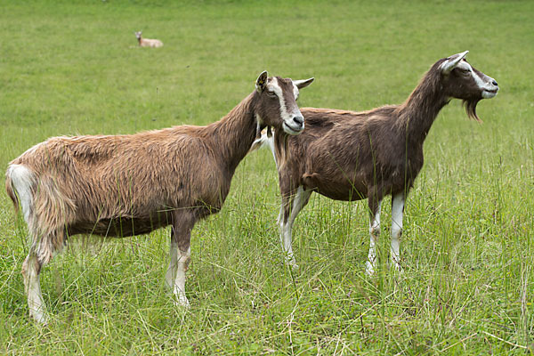 Hausziege (Capra aegagrus hircus)