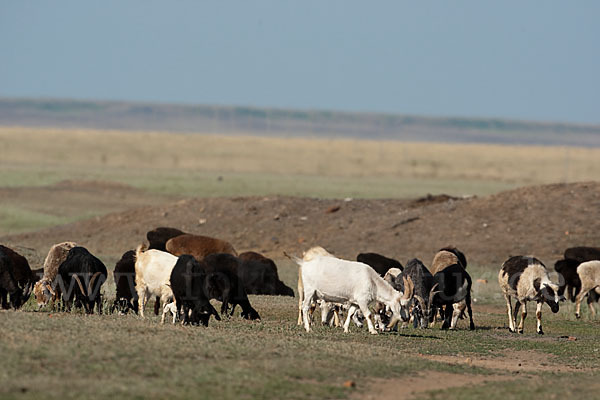 Hausziege (Capra aegagrus hircus)