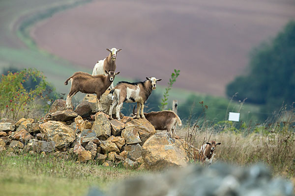 Hausziege (Capra aegagrus hircus)