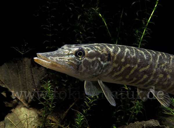 Hecht (Esox lucius)